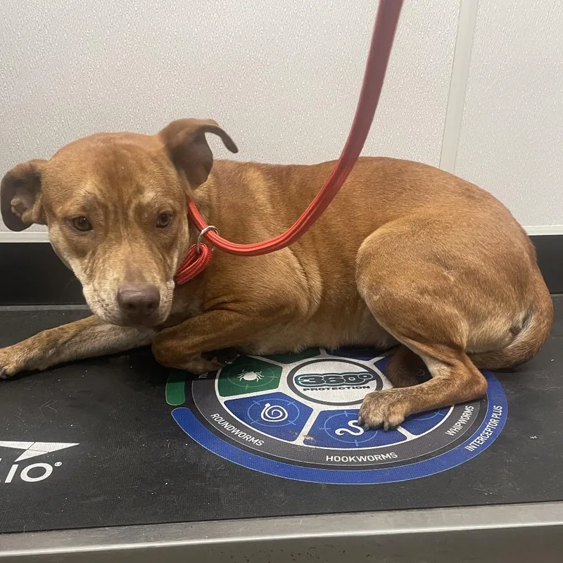 An adult medium-sized female Yellow / Tan / Blond / Fawn Hound dog named Libbie for adoption in Tampa, FL