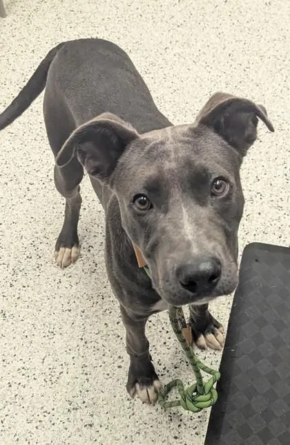 An adult medium-sized male Pit Bull Terrier dog named Baker for adoption in Atlanta, GA