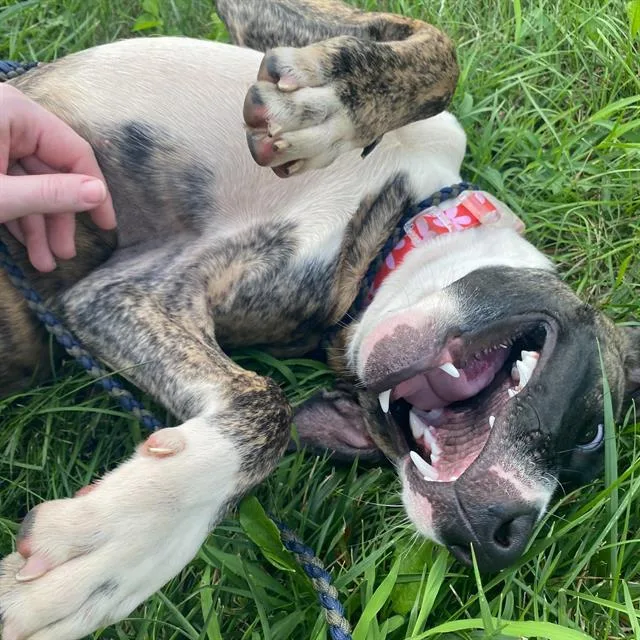 A young medium-sized female Greyhound dog named Delilah for adoption in Indianapolis, IN