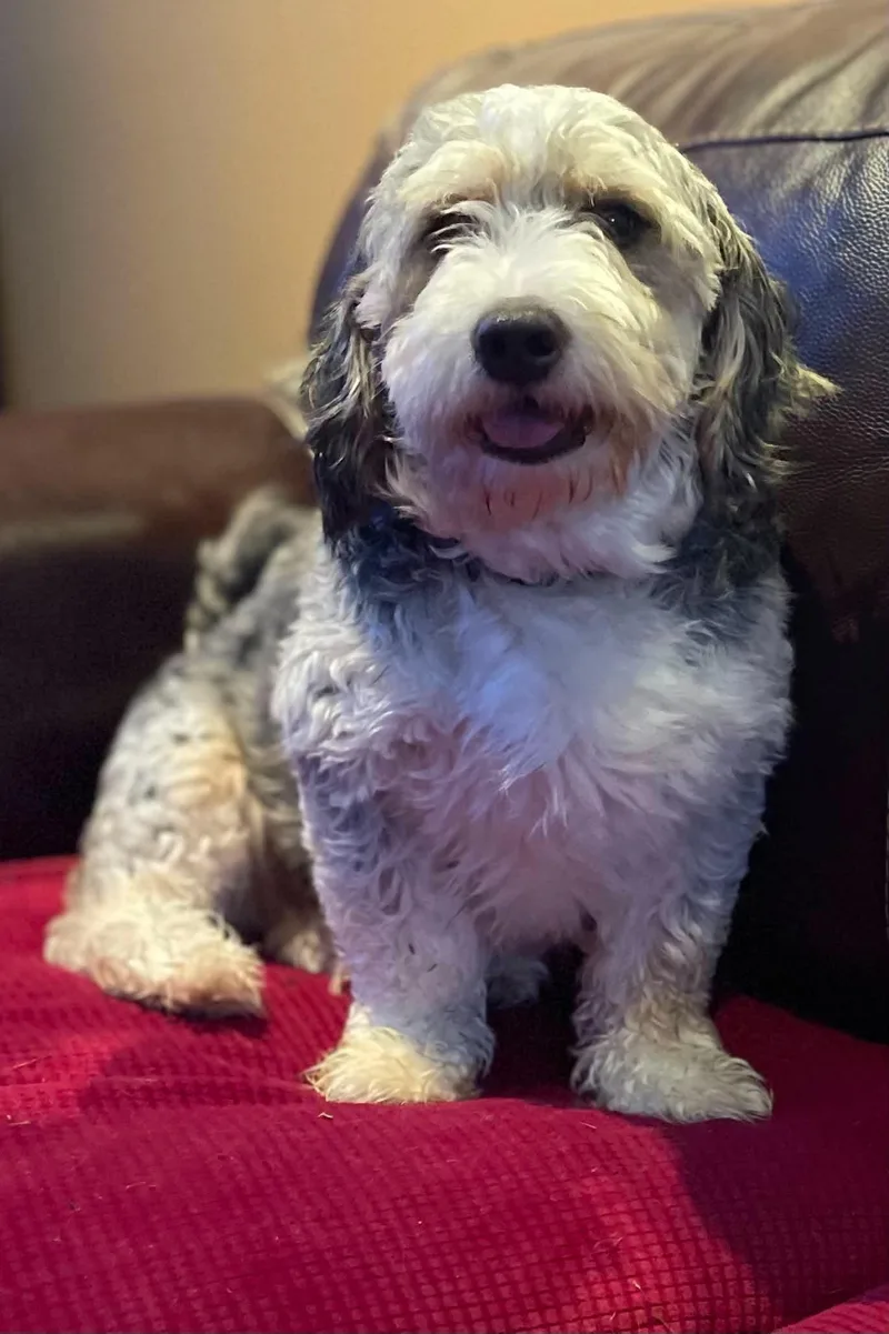 An adult medium-sized female Gray / Blue / Silver Bernadoodle dog named Iris for adoption in Brunswick, ME
