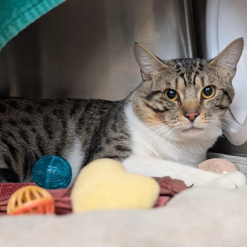 An adult large-sized male Domestic Long Hair cat named DeLacey for adoption in Pittsburgh, PA
