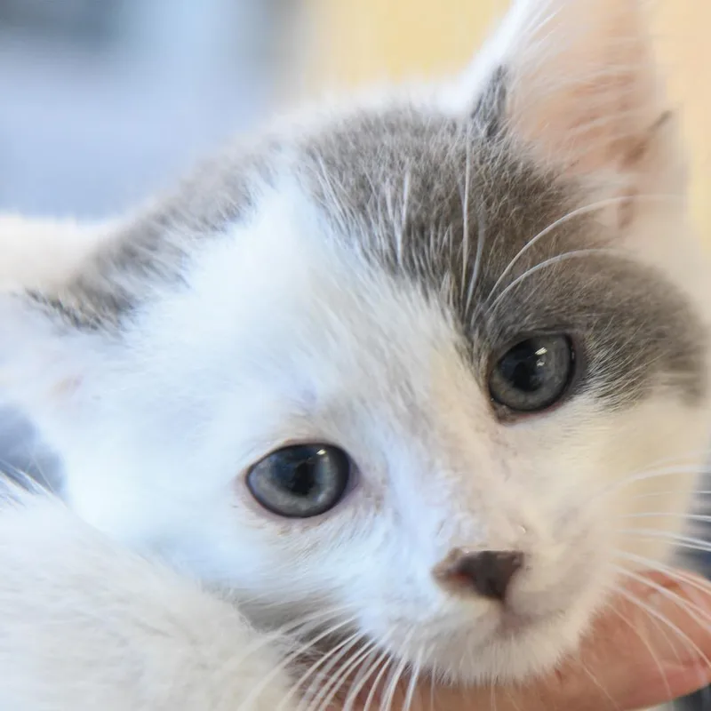 A baby small-sized male White Domestic Short Hair cat named Horton for adoption in Redwood City, CA