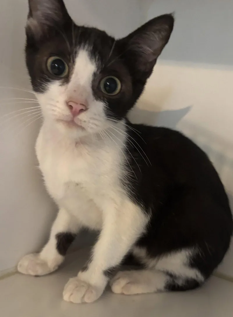 A young medium-sized male Domestic Short Hair cat named Paul for adoption in Phoenix, AZ