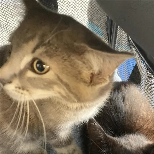 A baby small-sized male Black Domestic Short Hair cat named Henry for adoption in Hawthorne, CA
