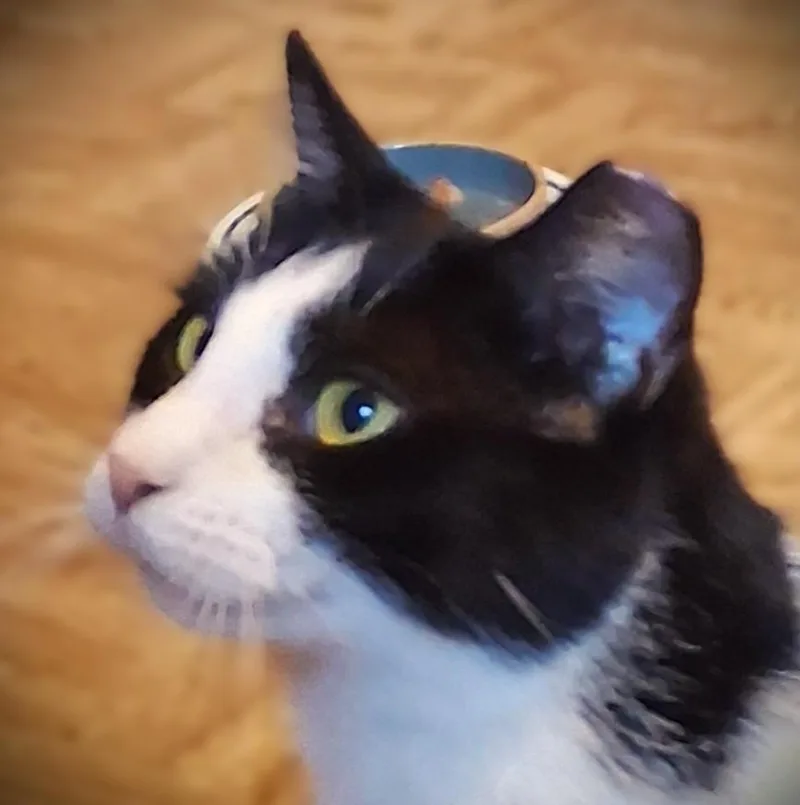 A baby small-sized female Black & White / Tuxedo Domestic Short Hair cat named Bailey for adoption in Mankato, MN