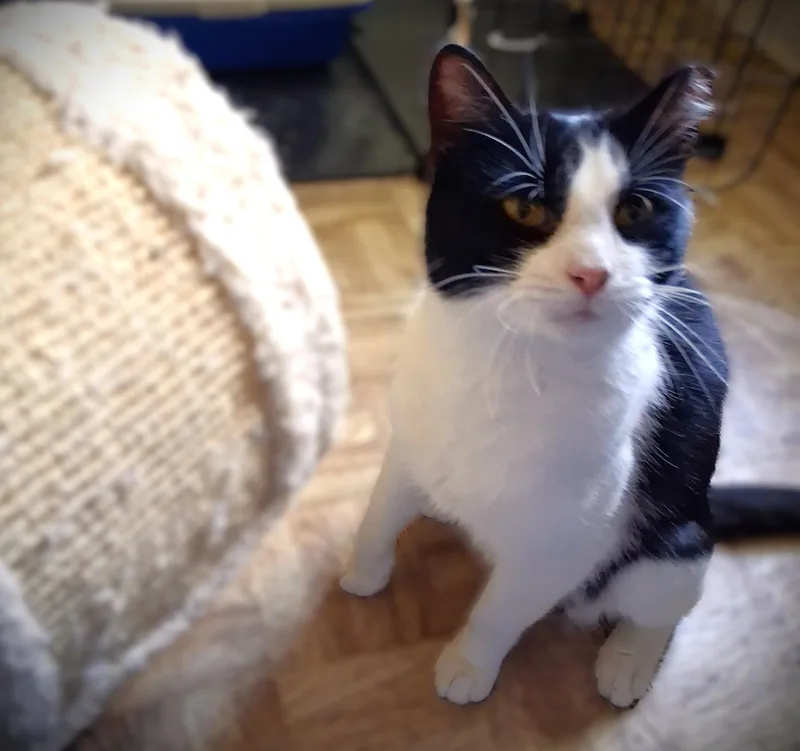 Bailey thumbnail 2