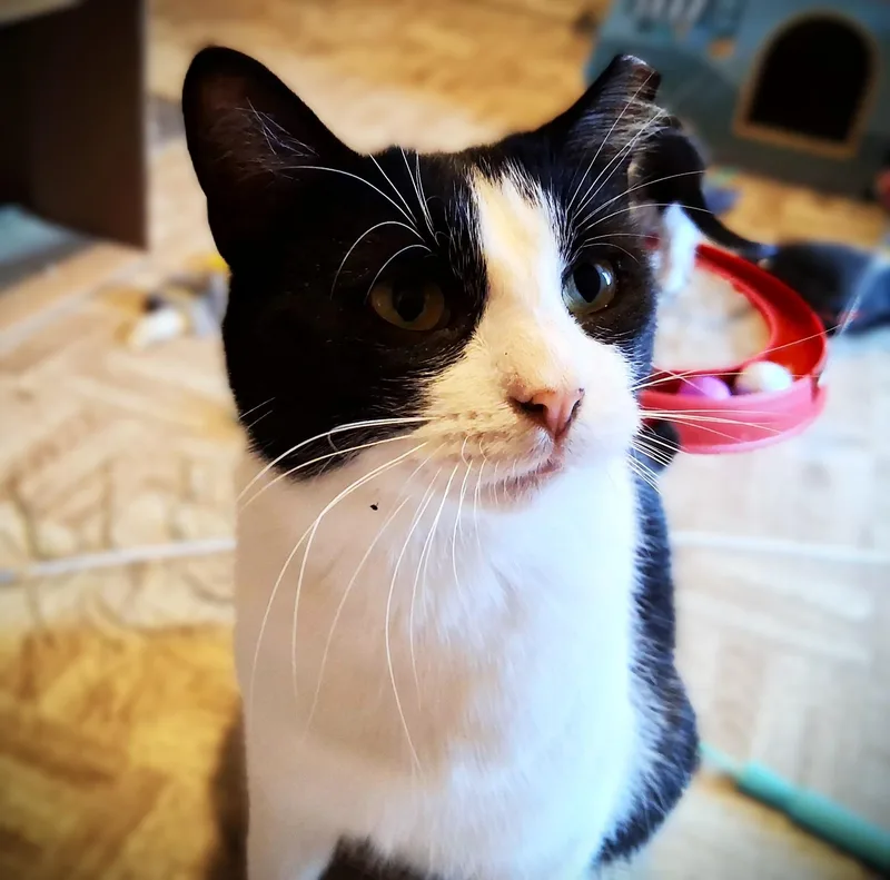 Bailey thumbnail 4