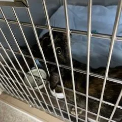 A young medium-sized female Tortoiseshell Domestic Short Hair cat named Tilly for adoption in Buellton, CA
