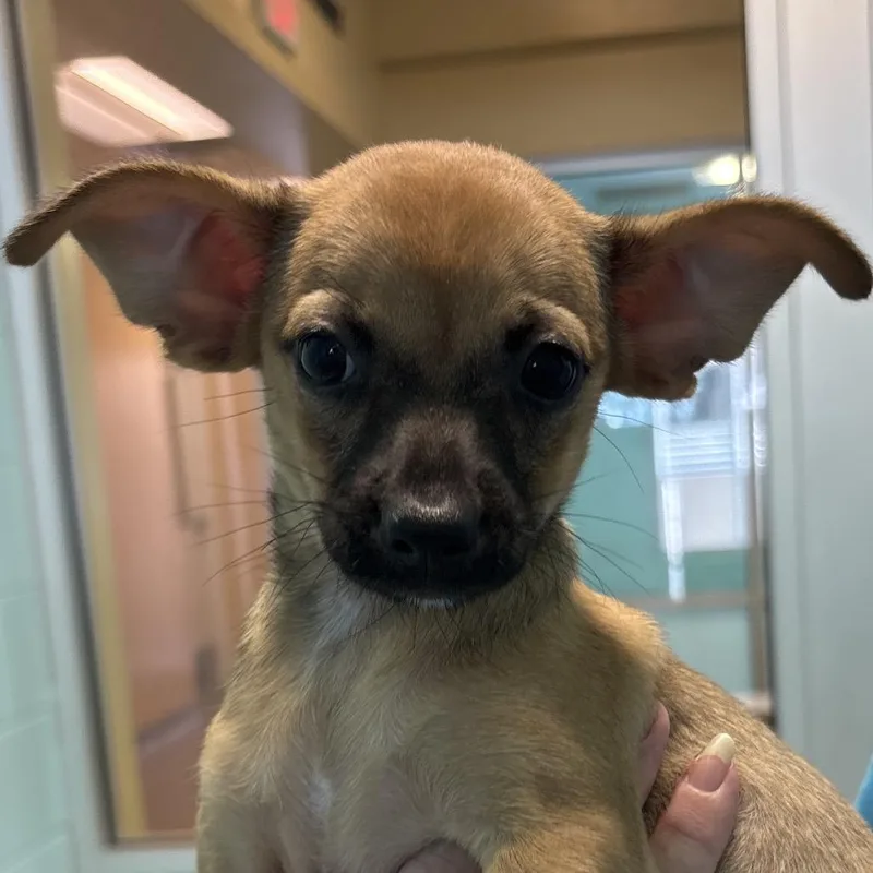 A baby small-sized female Brown / Chocolate Mixed Breed dog named Chai for adoption in Naples, FL