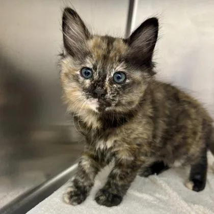 A baby medium-sized female Domestic Short Hair cat named Club for adoption in Sacramento, CA