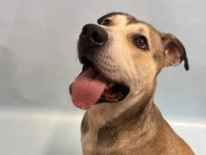 An adult large-sized male Shepherd dog named Apollo for adoption in Golden Valley, MN