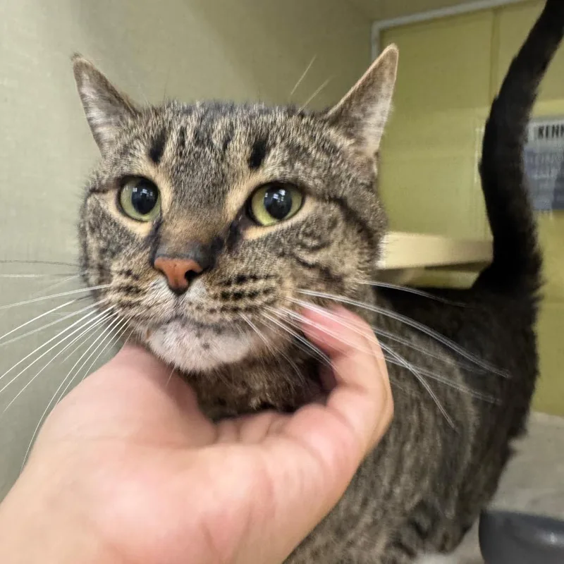 An adult large-sized male Brown / Chocolate Domestic Short Hair cat named Kevin for adoption in West Olive, MI