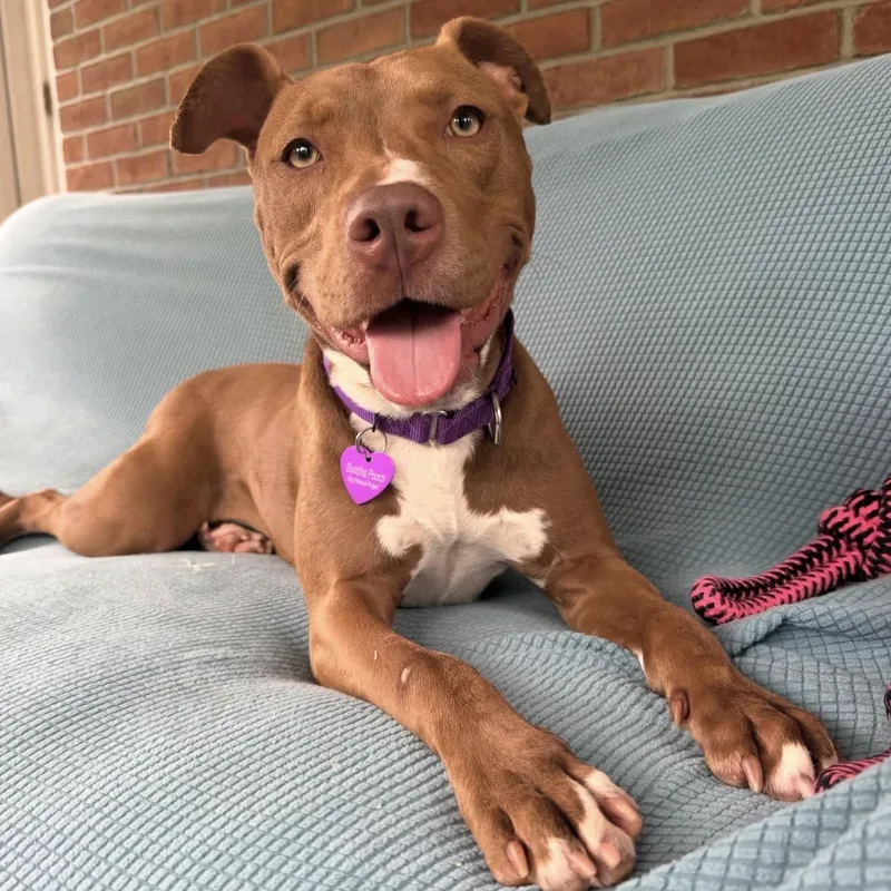 A young medium-sized female Red / Chestnut / Orange American Staffordshire Terrier dog named Roxy for adoption in Bedminster, NJ