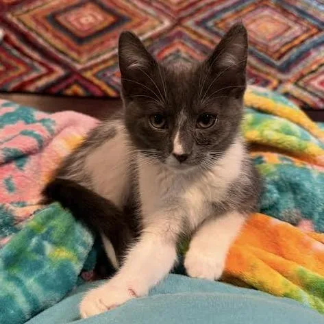 A baby small-sized female Gray / Blue / Silver Domestic Short Hair cat named Calamity for adoption in South Elgin, IL