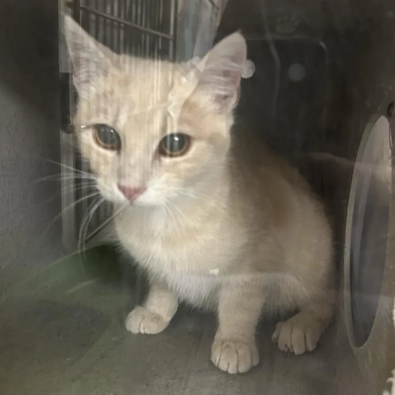 A young small-sized male Buff / Tan / Fawn Domestic Short Hair cat named Triton for adoption in Roxboro, NC