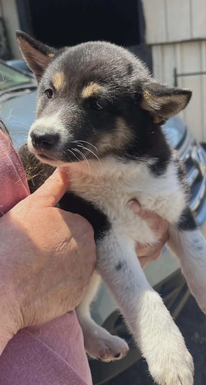 A baby small-sized female Shiba Inu dog named Gouda for adoption in Havertown, PA