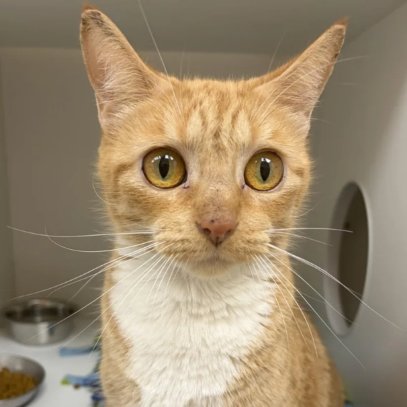 An adult large-sized female Orange / Red Domestic Short Hair cat named Felice for adoption in Champaign, IL