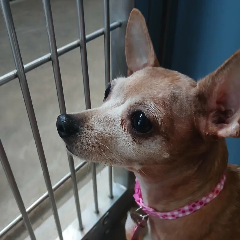 A senior small-sized female Red / Chestnut / Orange Chihuahua dog named Amber for adoption in Philadelphia, PA