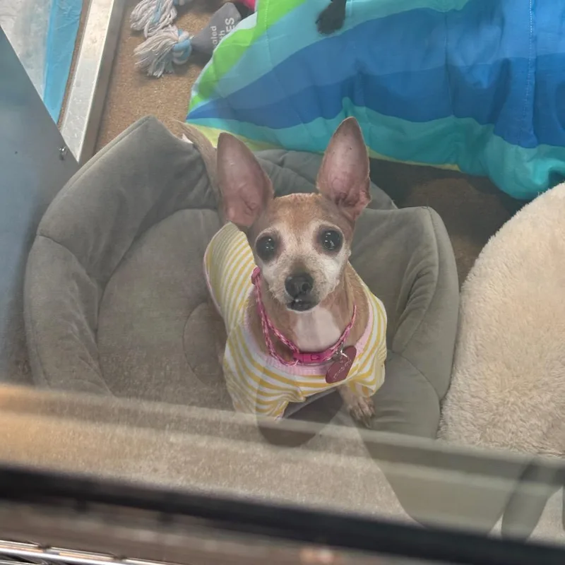 Amber thumbnail 3