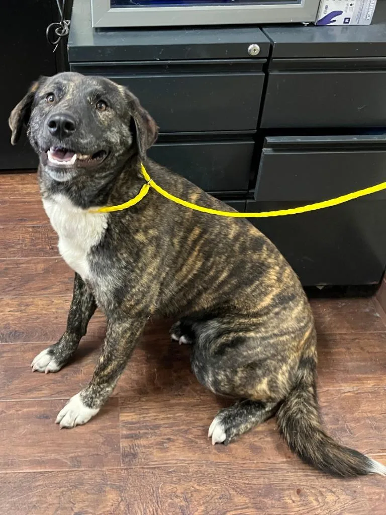 Dog Kennel  Bailey thumbnail 2