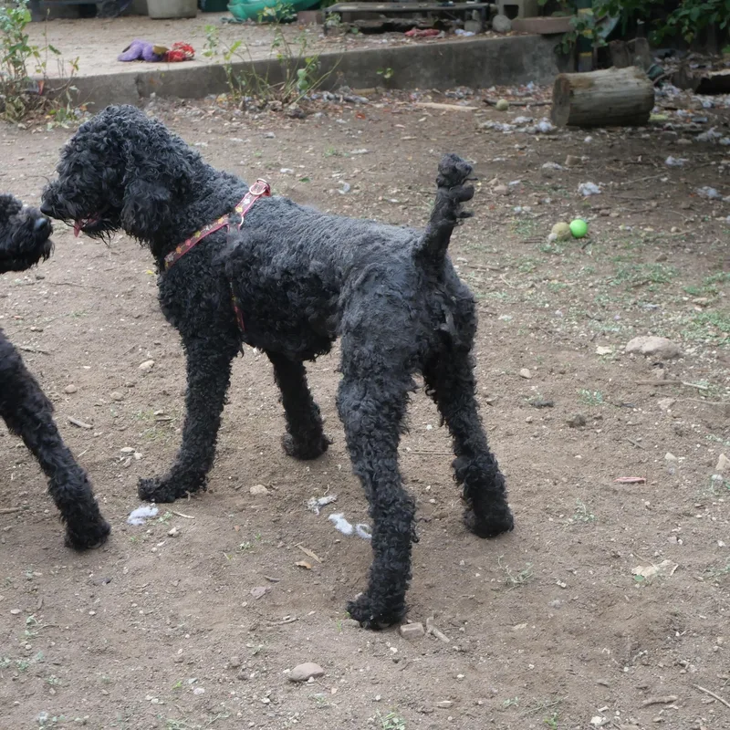 An adult medium-sized female Labradoodle dog named Donna Lucha for adoption in Boulder, CO