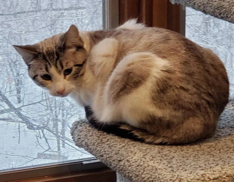 Purrscilla thumbnail 2