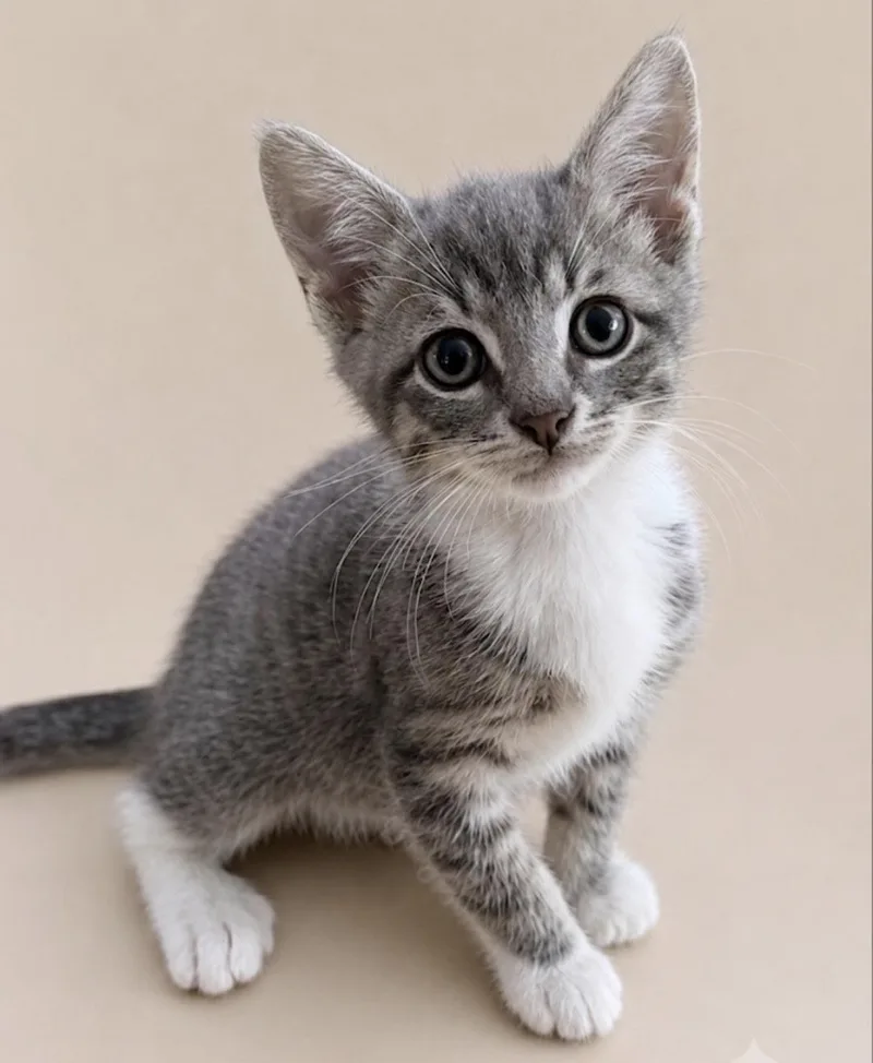 A baby medium-sized male Gray & White Domestic Short Hair cat named Bali for adoption in Long Beach, NY