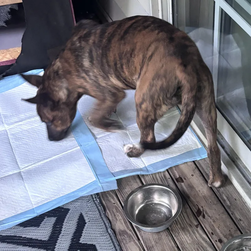 A baby medium-sized male Brindle Belgian Shepherd / Malinois dog named Shiggy for adoption in Cincinnati, OH