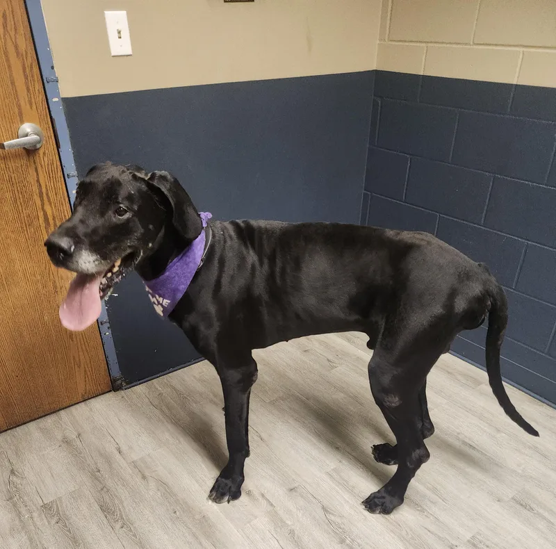 An adult extra large-sized male Black Great Dane dog named Montague for adoption in Mansfield, OH