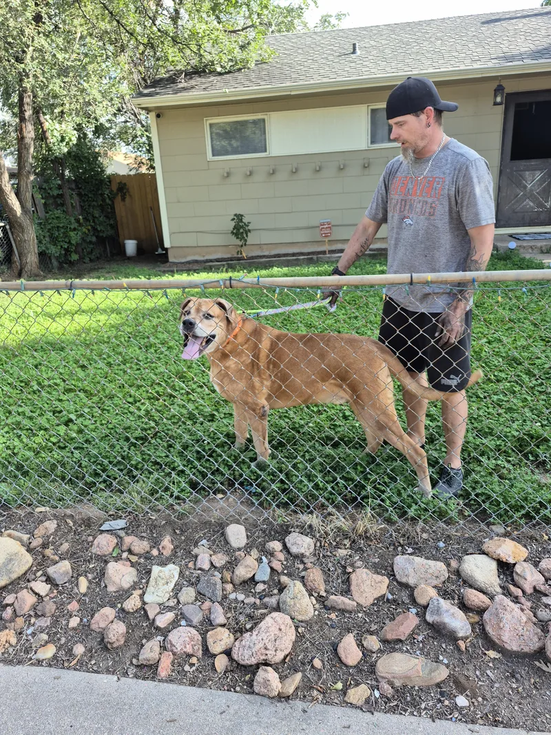 A senior extra large-sized male Bullmastiff dog named Clifford for adoption in Colorado Springs, CO