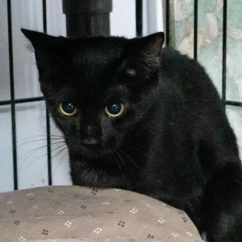 A young small-sized female Black Domestic Short Hair cat named Haze for adoption in McKean, PA