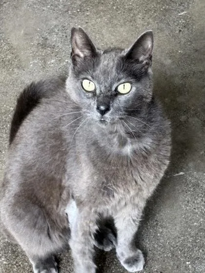A senior medium-sized female Domestic Short Hair cat named Chow for adoption in Honolulu, HI