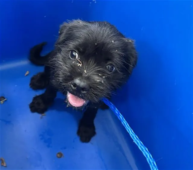 A baby medium-sized female Mixed Breed dog named Gigi for adoption in Dallas, TX