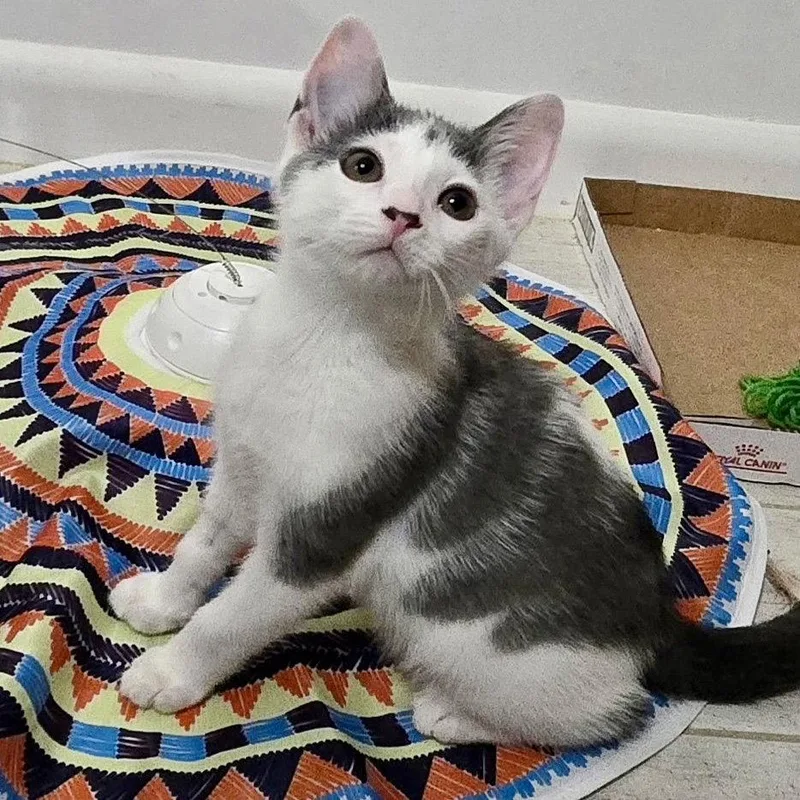 A young medium-sized female Gray & White Domestic Short Hair cat named Ivy for adoption in Flushing, NY