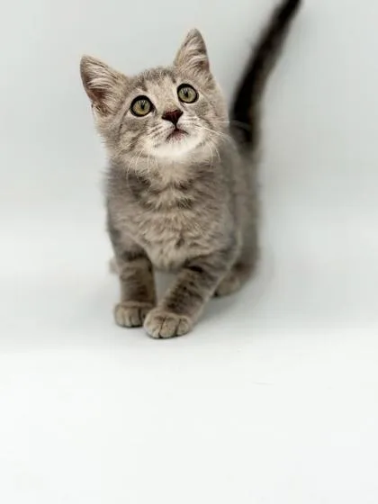A baby small-sized male Domestic Short Hair cat named Tex for adoption in Bowling Green, KY