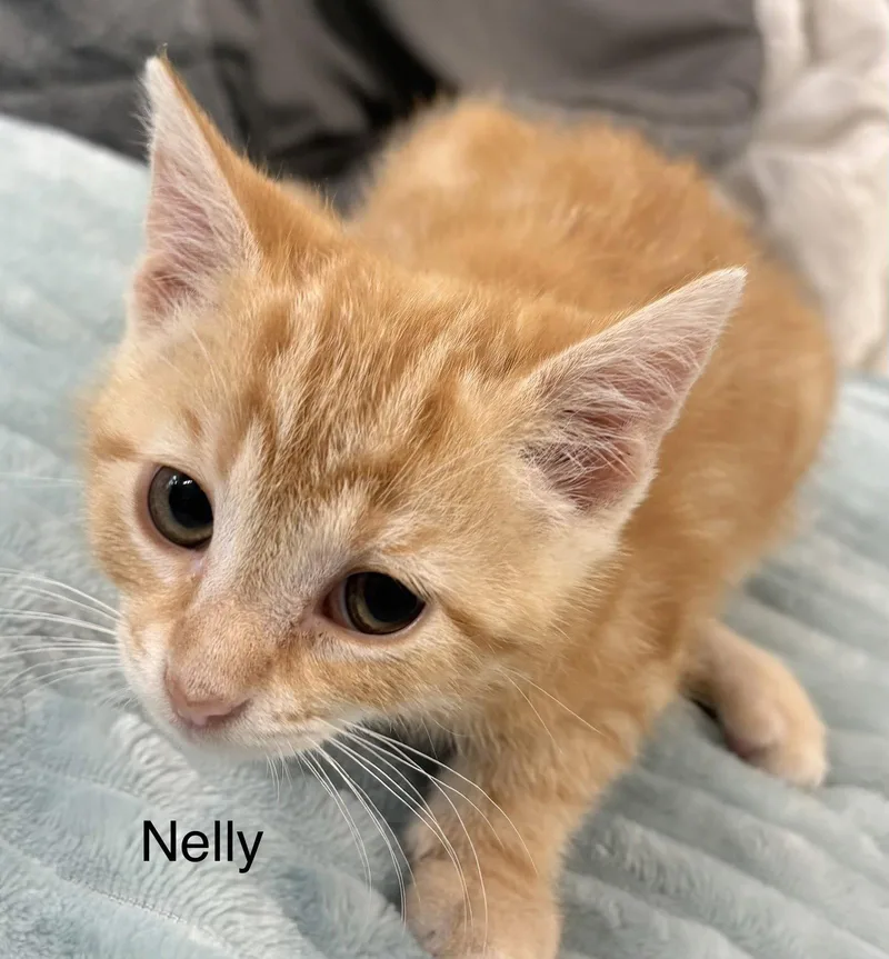 A baby medium-sized female Orange / Red Domestic Short Hair cat named Nelly for adoption in White Bluff, TN