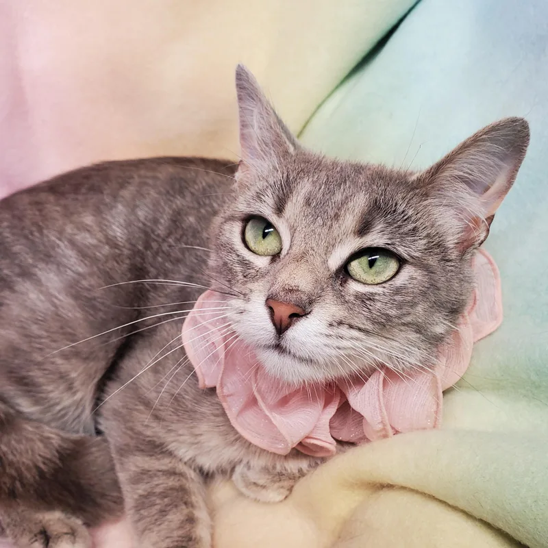 A young medium-sized female Gray / Blue / Silver Domestic Short Hair cat named Tigerlily for adoption in Marseilles, IL