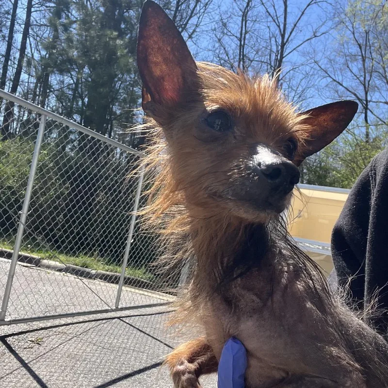A senior small-sized male Yellow / Tan / Blond / Fawn Chinese Crested Dog dog named Archie for adoption in Bessemer, AL