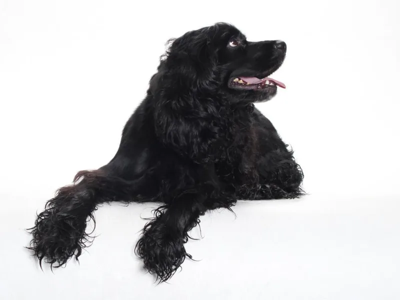 A young medium-sized female Cocker Spaniel dog named Pretty for adoption in Burbank, CA