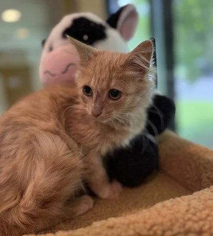 A young small-sized male Orange / Red Domestic Medium Hair cat named Goldfinch for adoption in Midland, VA
