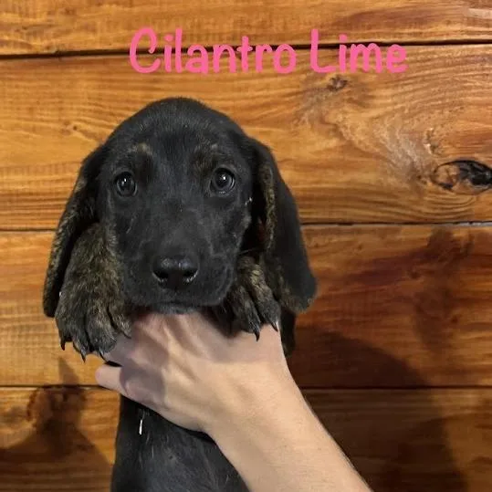 A baby small-sized female Brindle Australian Shepherd dog named Cilantro Lime for adoption in North Charleston, SC