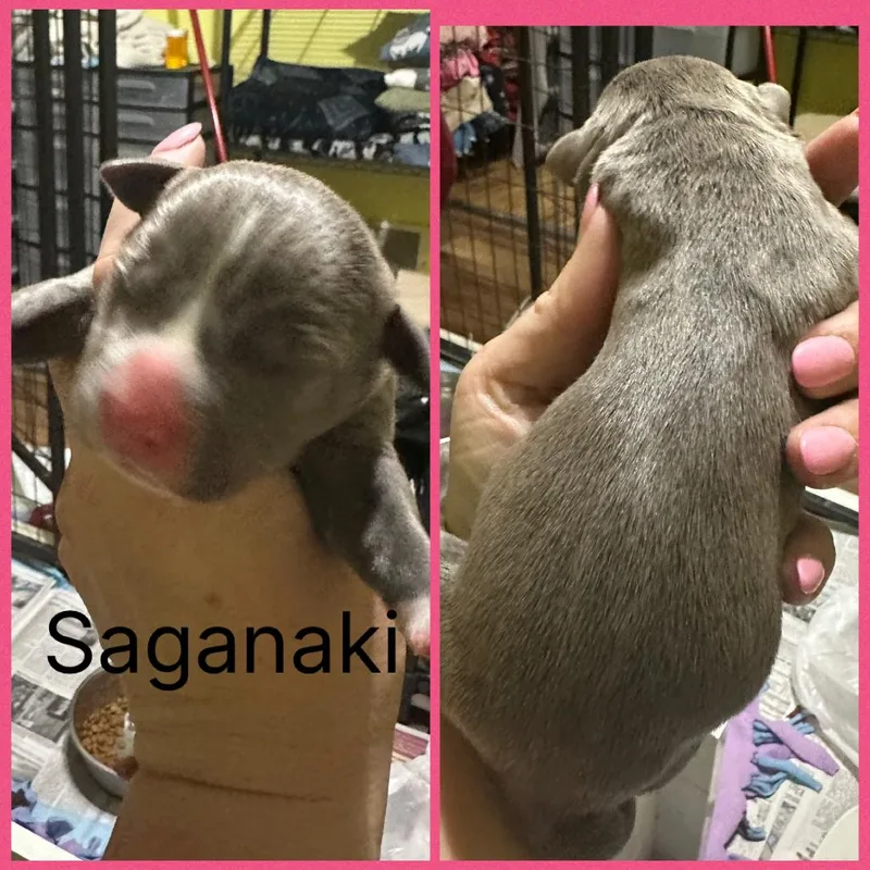 A baby medium-sized female Gray / Blue / Silver Mixed Breed dog named Saganaki for adoption in DeKalb, IL