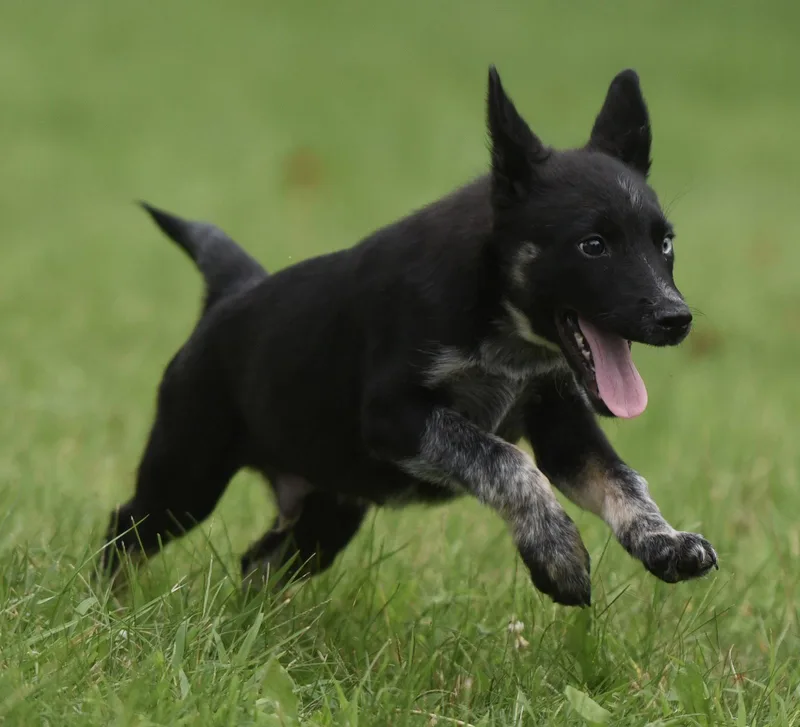 A baby medium-sized male Australian Cattle Dog / Blue Heeler dog named Mayor for adoption in Mechanicsburg, PA