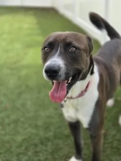 An adult large-sized male Mixed Breed dog named Buckeye for adoption in Savannah, GA