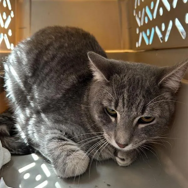 A young medium-sized female Gray / Blue / Silver Domestic Short Hair cat named Osha for adoption in Long Beach, CA