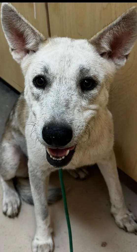 Shasta