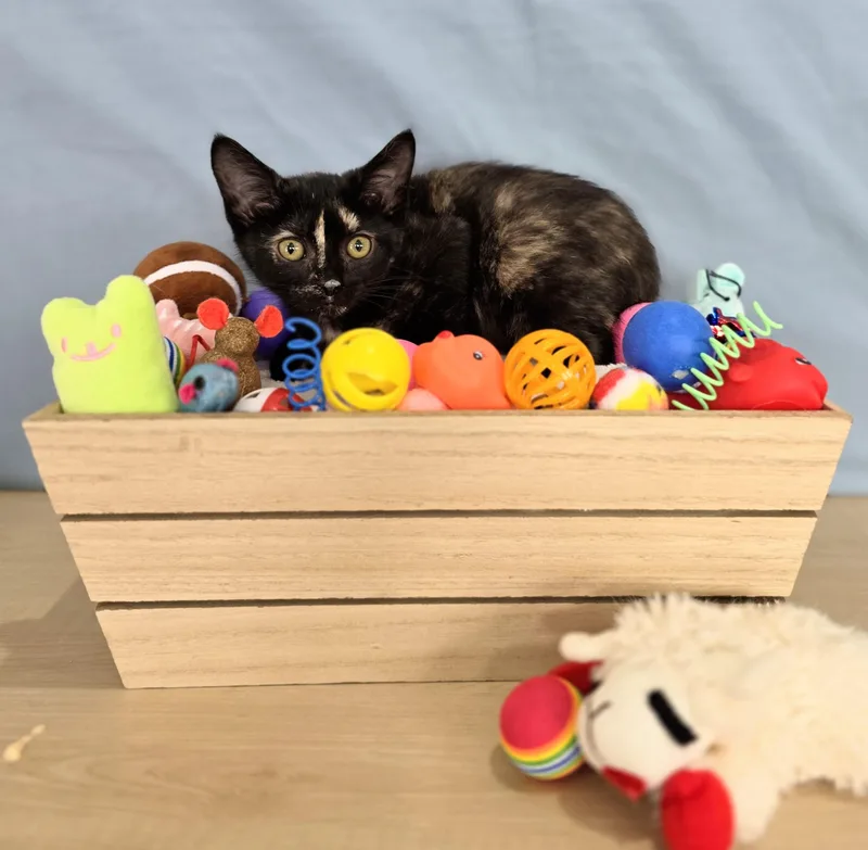 A baby small-sized female Tortoiseshell Domestic Short Hair cat named Bo Peep for adoption in Macomb Twp, MI