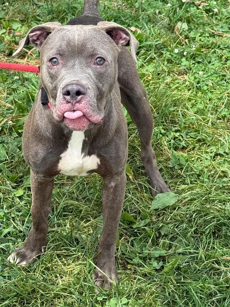 A young medium-sized female Gray / Blue / Silver Boxer dog named Spice for adoption in Springfield, IL
