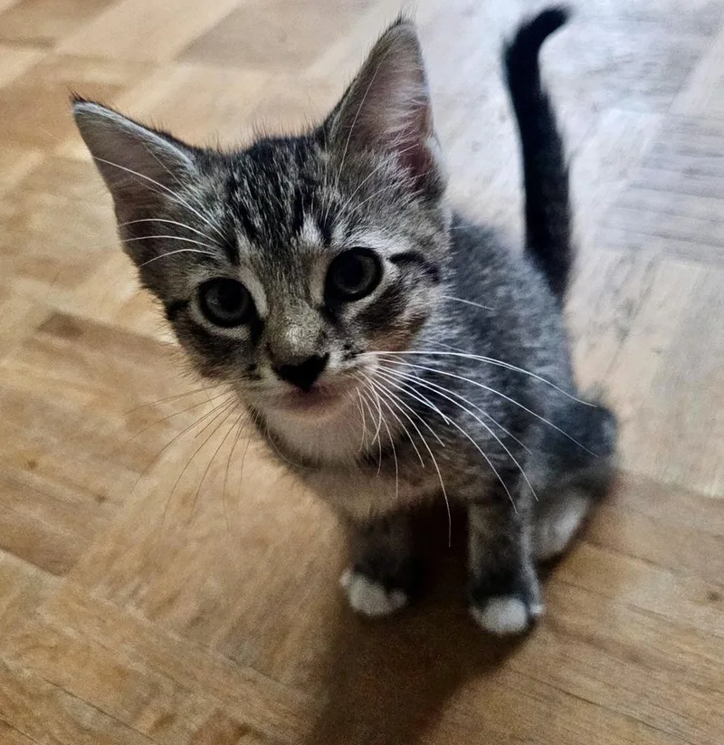 A baby small-sized male Gray / Blue / Silver Domestic Short Hair cat named Fritz for adoption in Hudson, NH