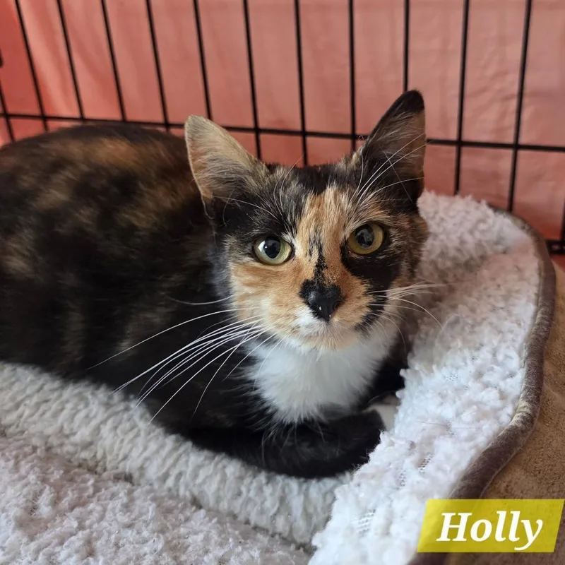 A young small-sized female Calico Domestic Short Hair cat named Holly for adoption in Reisterstown, MD